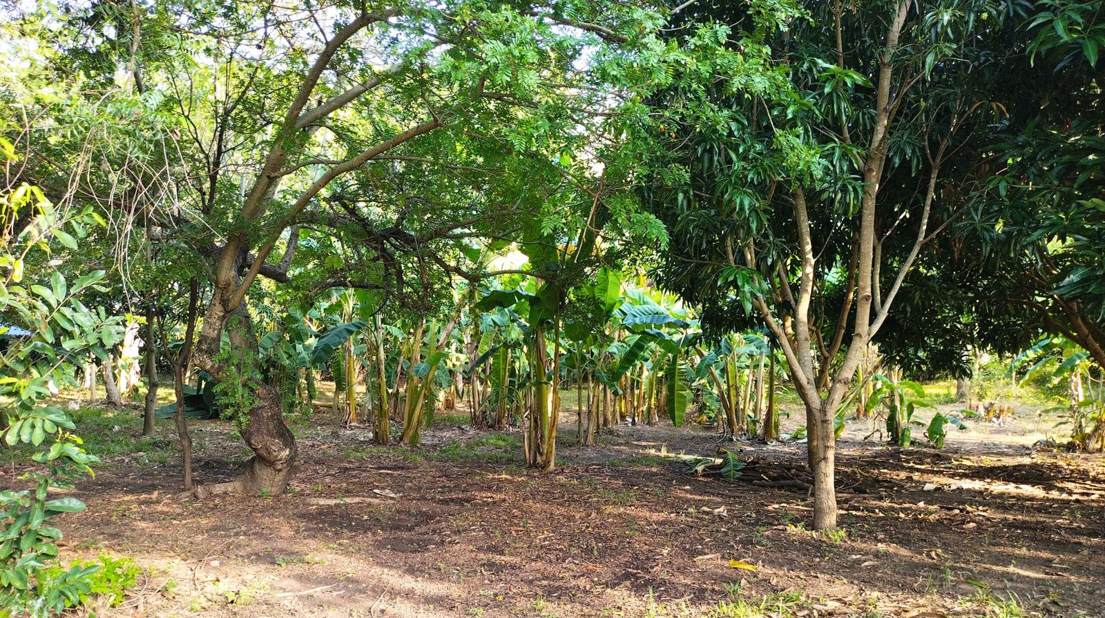 arboles platanos